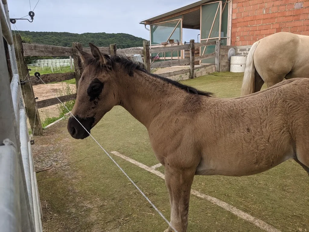 Weckwerth Western Horses Hof Leimbach - photo 2