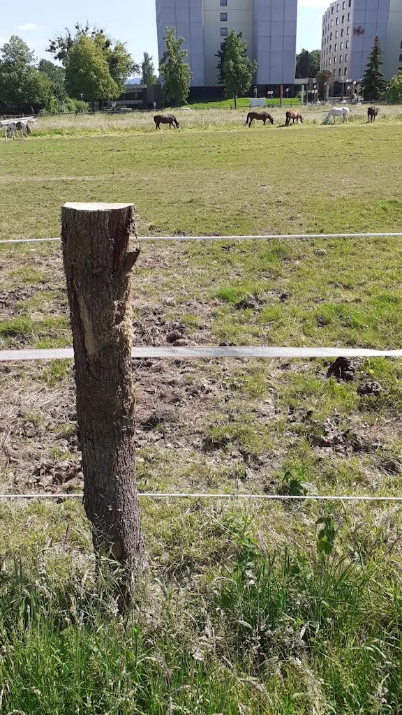 Große Pferdekoppel - Foto 3