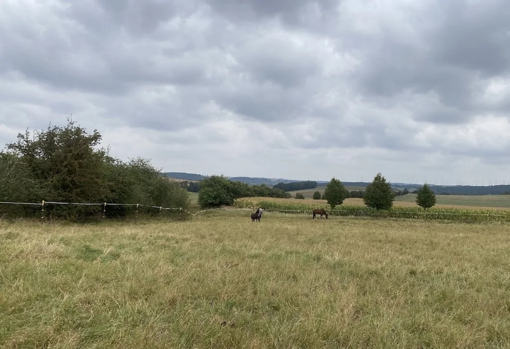Pferde- und Ponyfreunde Posewitz - photo 2