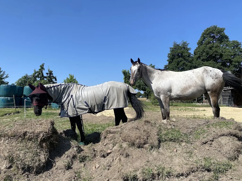 Samedi Stables - Foto 1