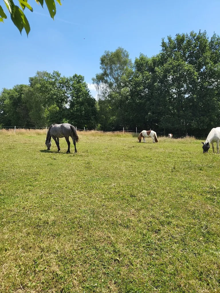 Gut Groß Poth Pferdezucht - Foto 2
