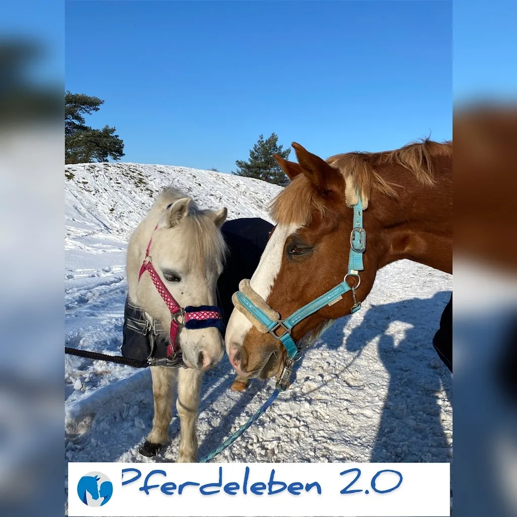 Pferdestall - Foto 3