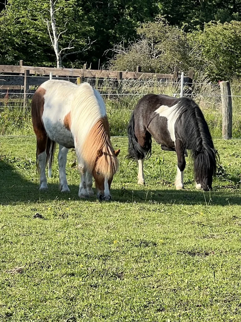 Sonjas Ponyhof - Foto 1