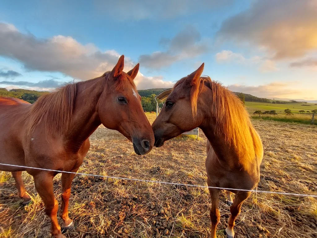 Stockborn Ranch - Foto 2