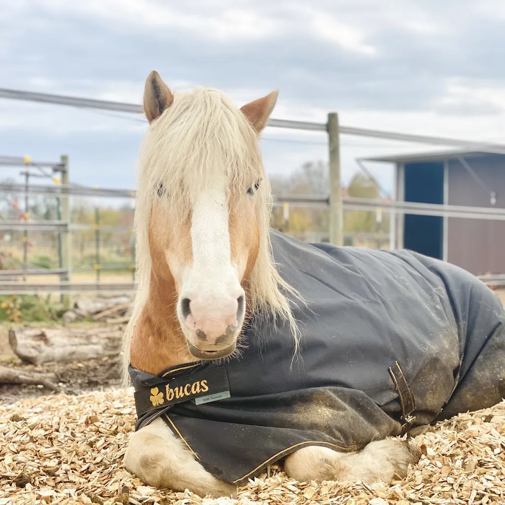 Reitanlage An den Hofstätten - Foto 1