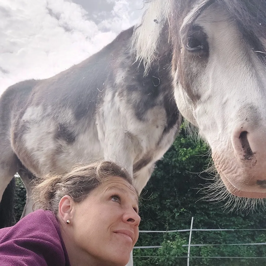 STALLGUT- Pferdeosteopathie- Horsemanship- Urlaub mit Pferd - Foto 1