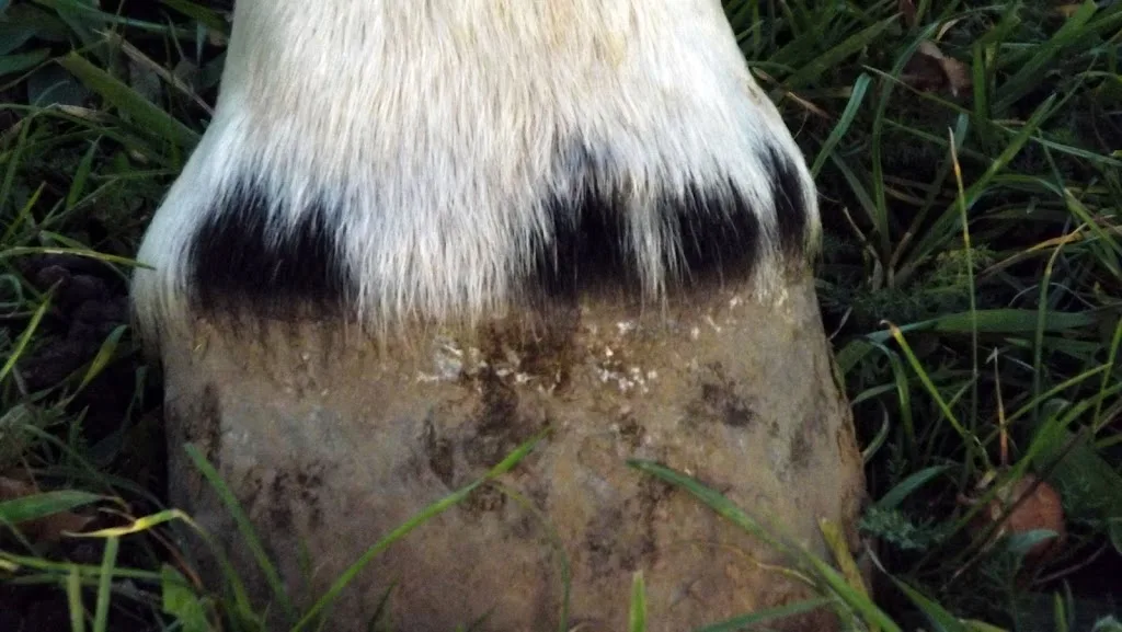 Reitanlage Wolf - Foto 1