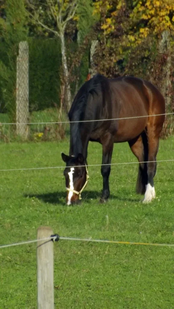 Reitanlage Wolf - Foto 2