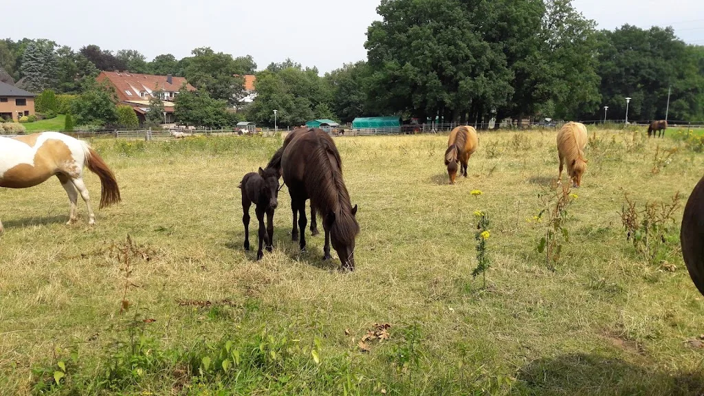 Reepshof - Foto 2