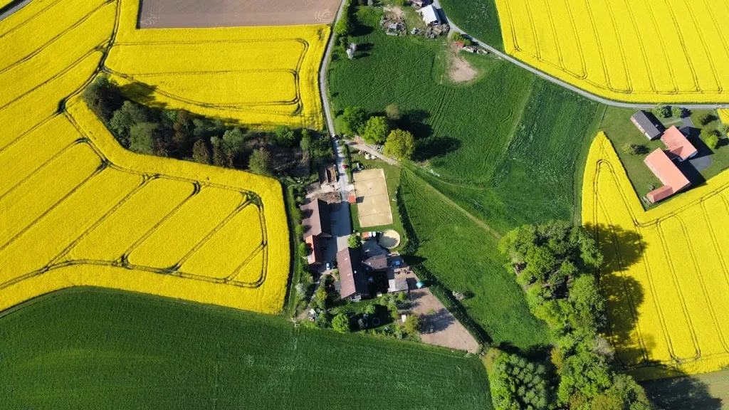 Islandpferde Holterdorf - photo 1