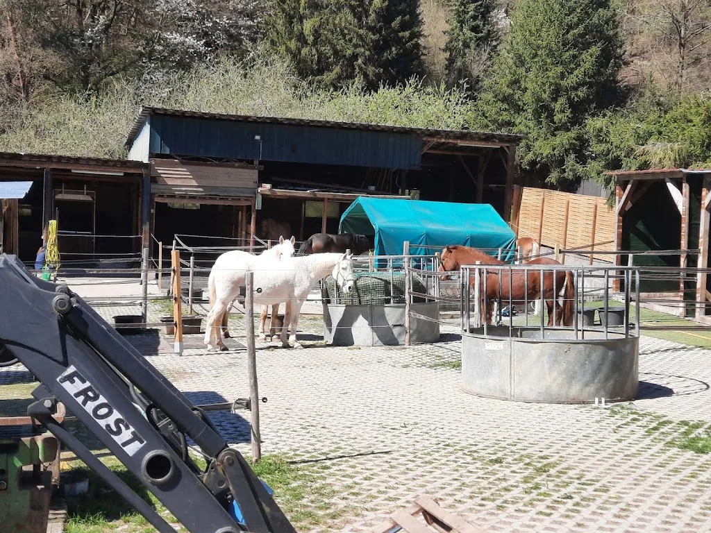 Horsemanship Zentrum Susanne Fischer - Foto 3