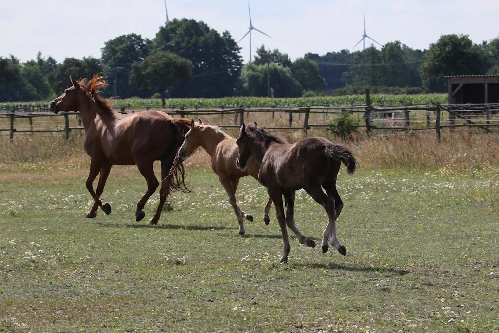 Kokopelli Ranch - Missouri Foxtrotter - photo 2
