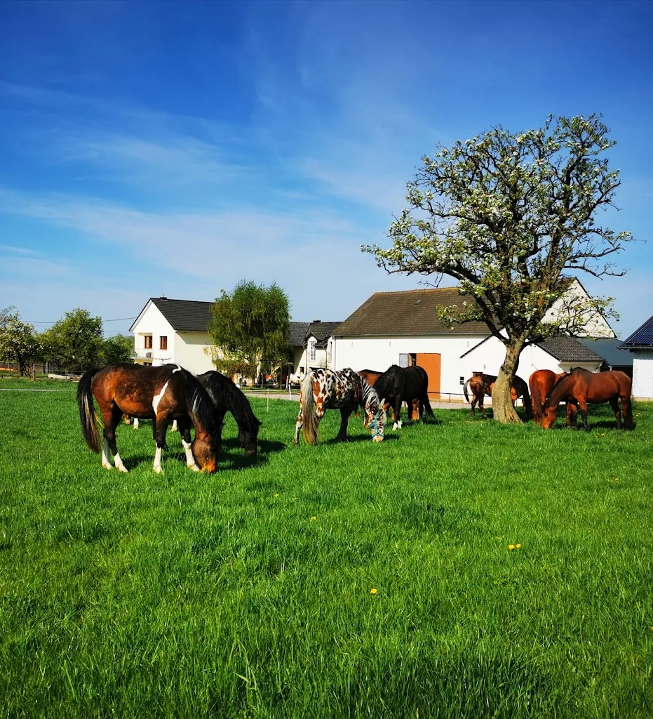 Heidehof Dittlingen – Pferdepension & Offenstall - photo 2