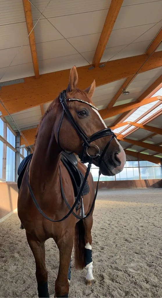 Lichtpferde Reittherapie & Pferdeverhaltenstherapie - Foto 2