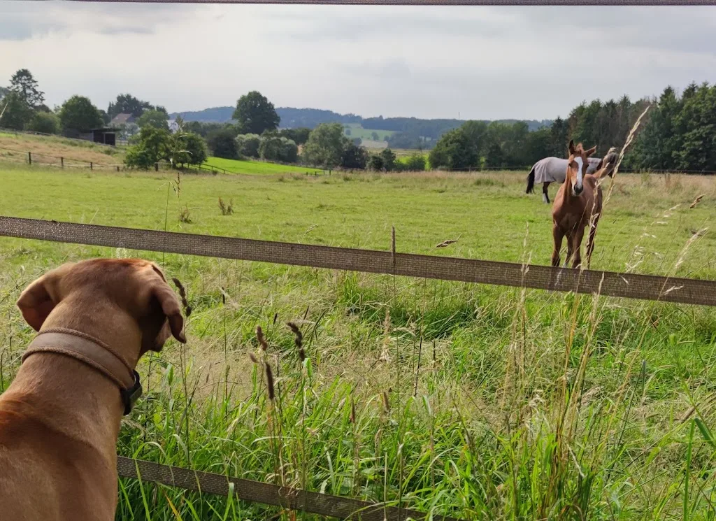 Reitanlage Lutz - Reithalle & Paddock-Boxen - Foto 1