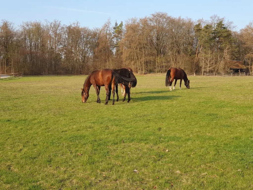 Reitsportzentrum Bruckdorf - Foto 2