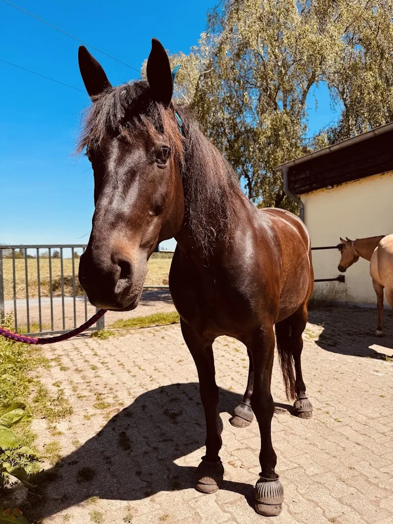 BlackSmith-Ranch Ratingen - photo 1