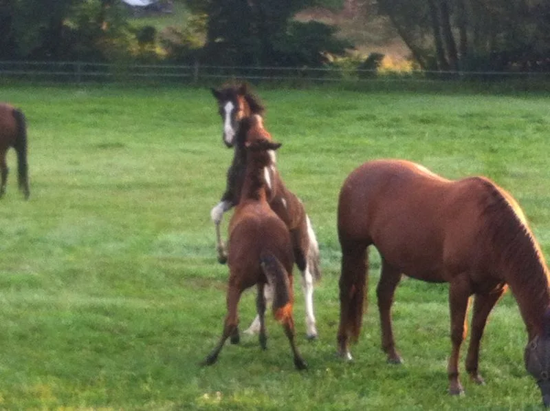 Spin'in X Ranch - photo 1