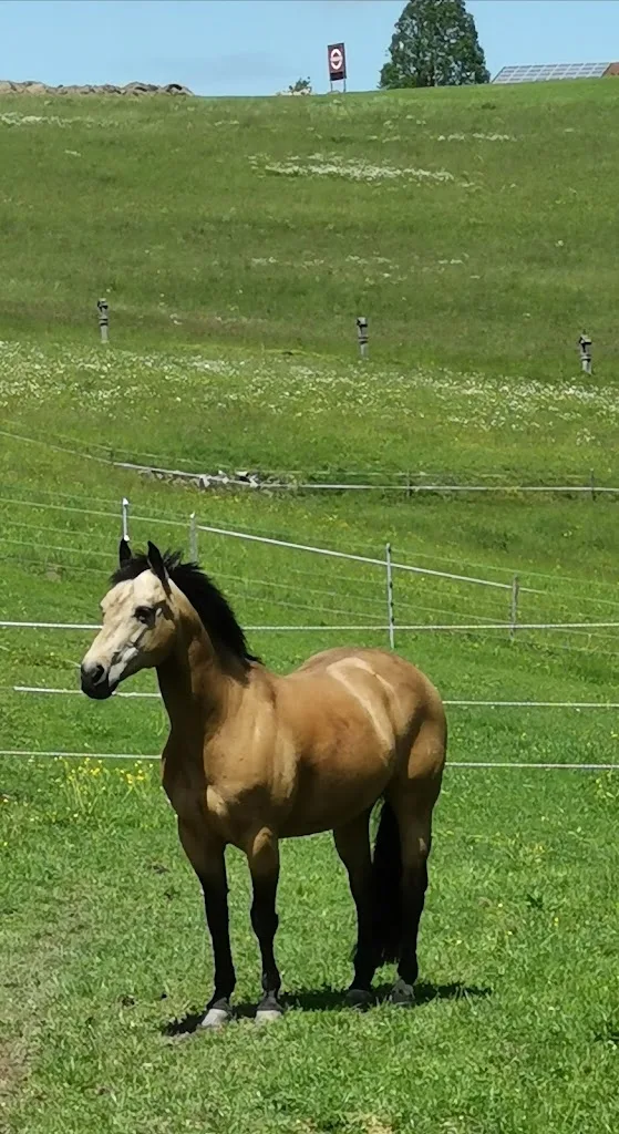 24/7 Horses - photo 3