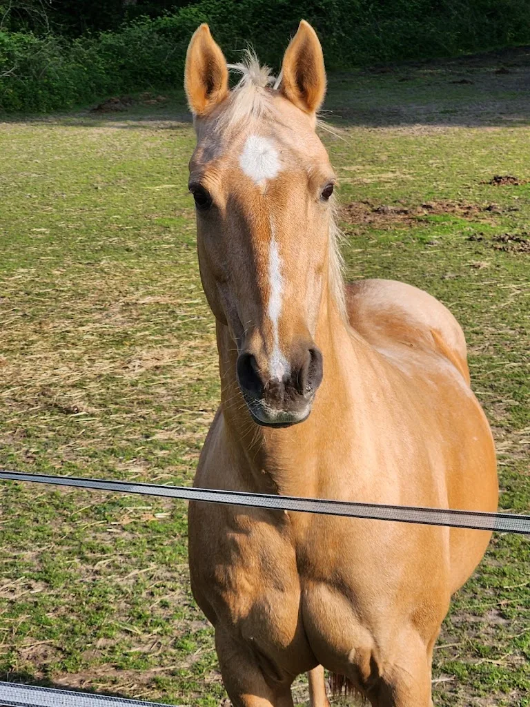 Julias Farm - photo 2