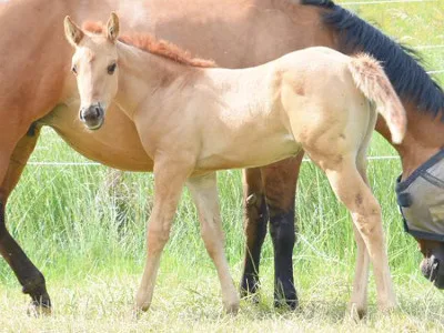 PM-Horseranch - Foto 1