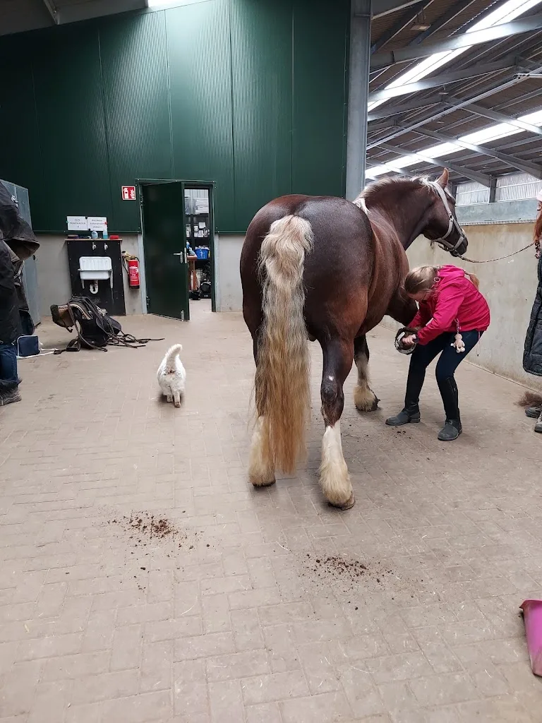 Reitbetrieb An der Steinheide - Foto 2