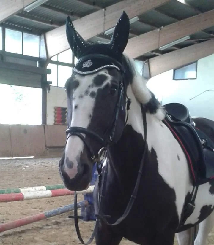 Reitanlage RV Niedersfeld e.V. - Foto 2