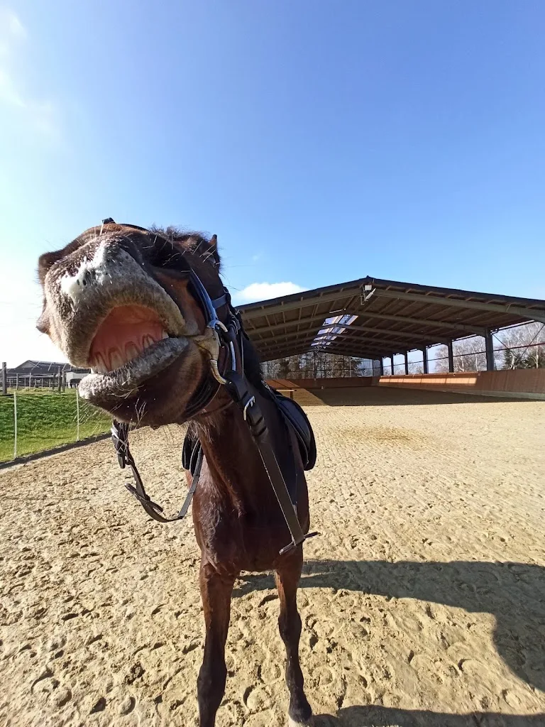 Reitanlage Spelberghof - Foto 2