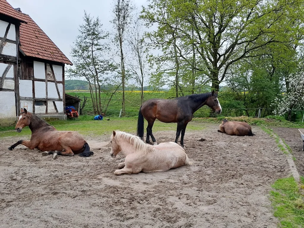 Pensionspferdehof Reitzenmühle - Foto 3