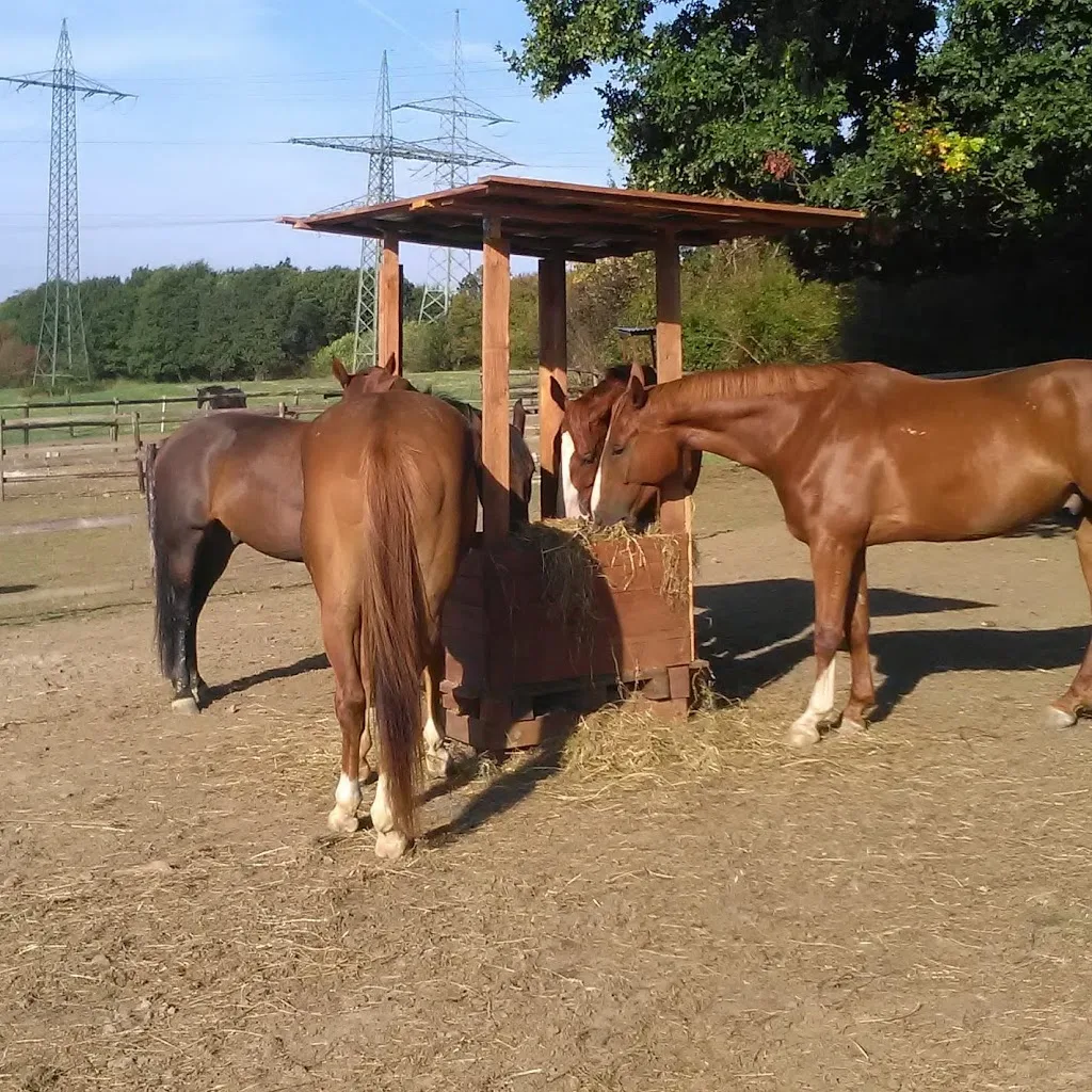 Barbara Margot Hildebrandt Island-Pferdehof Fleyerhof - Foto 1