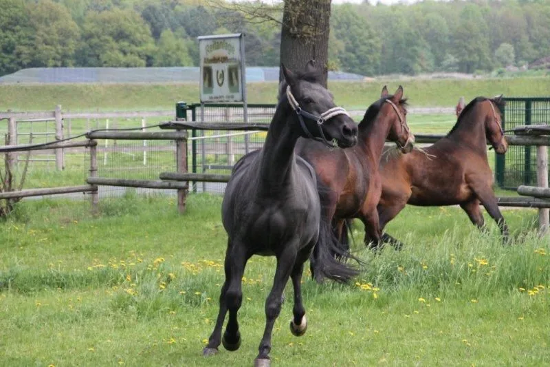 Reitstall Kiekenbeck - photo 2