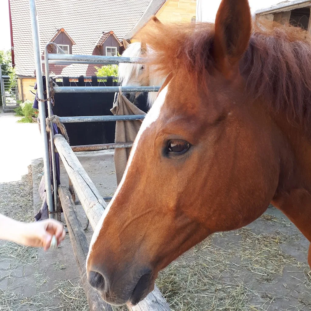 Reitanlage Rödlas - Foto 2