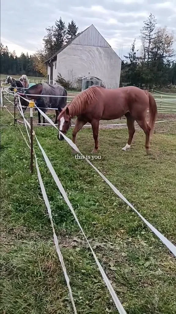 Trakehnerhof Ok - Foto 1