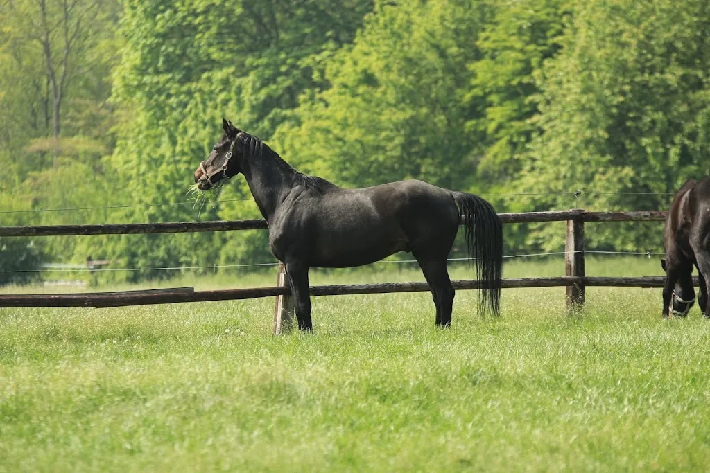 Reitstall weber - photo 2