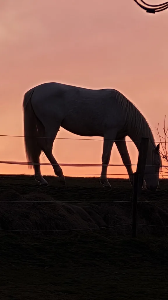 Sascha Wolff Westernhorses - photo 2