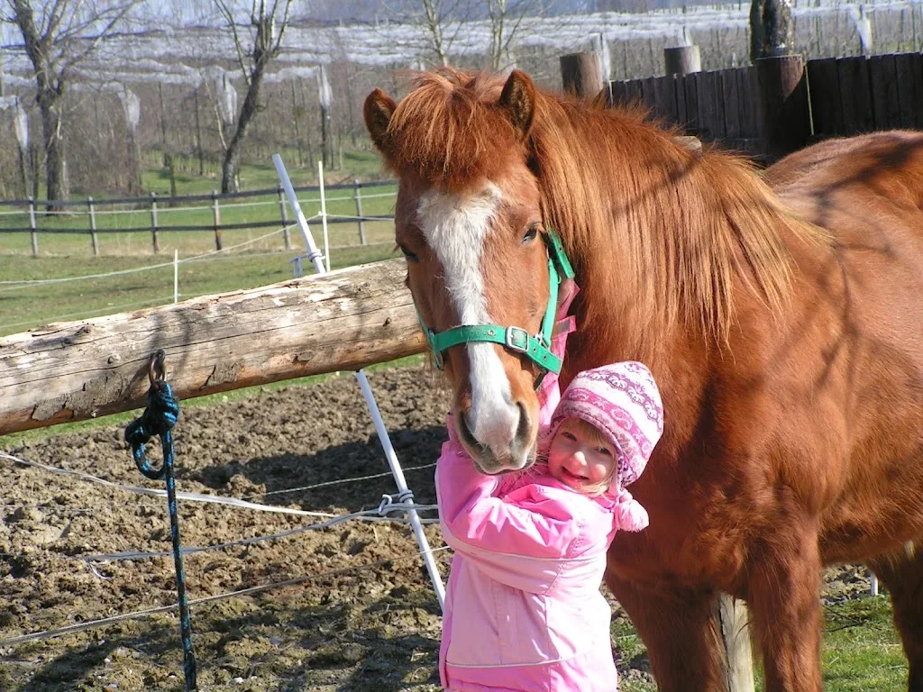 Islandpferdereitschule Bachäckerhof - Sonja Waggershauser - Foto 3