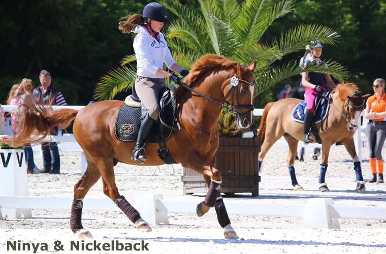 Reitanlage Ludbrock - photo 2