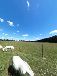 Camargue-Pferde-Hof - Foto 2
