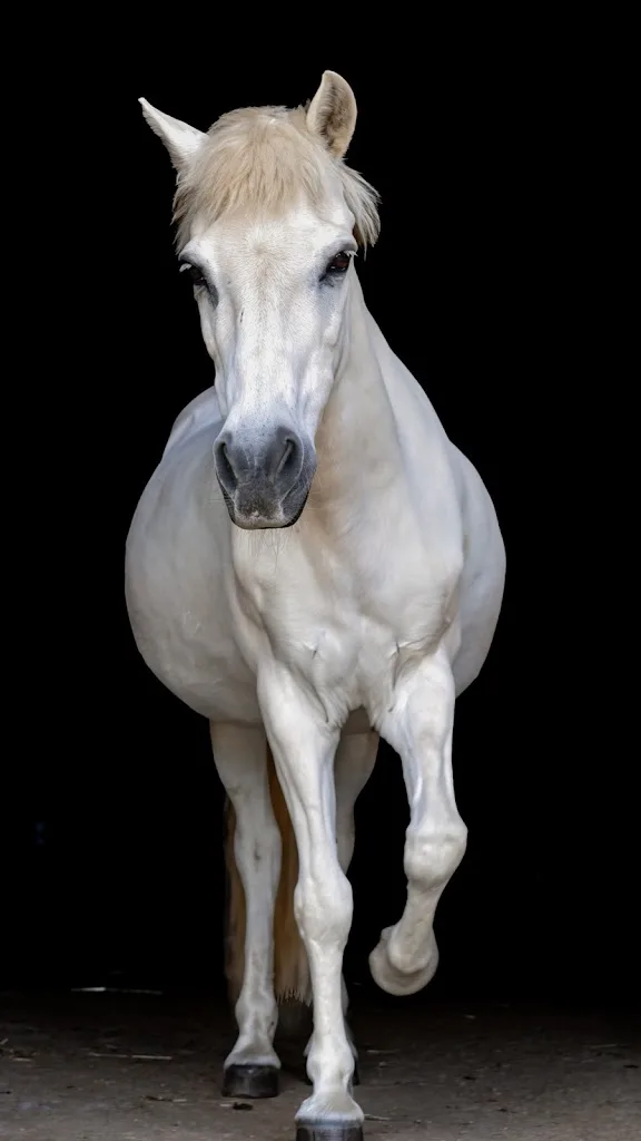 Reitanlage Redmer - Foto 3