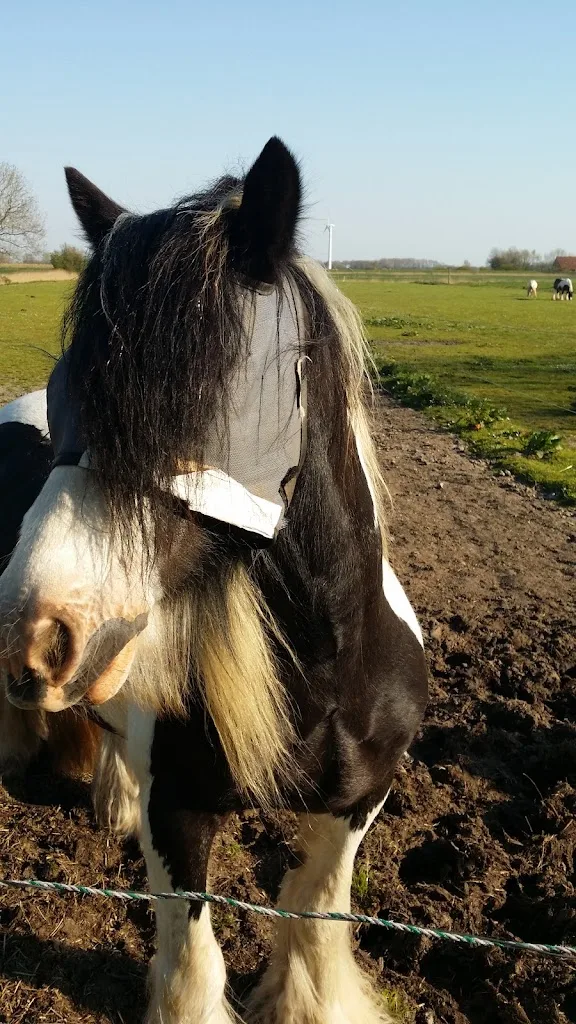Westernplaats Westermarsch - Foto 1