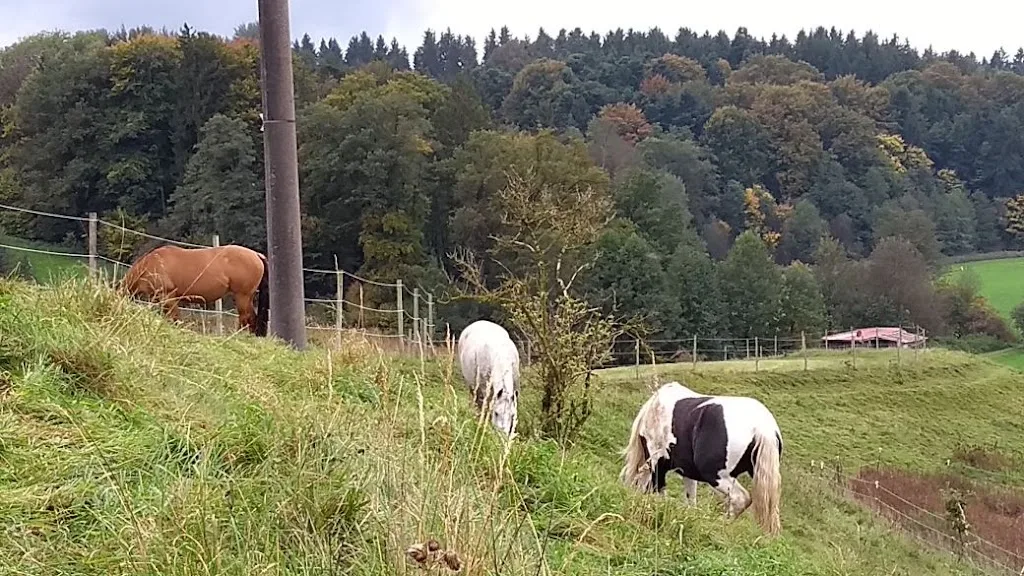 Aktivstall Moosgrub - Foto 1
