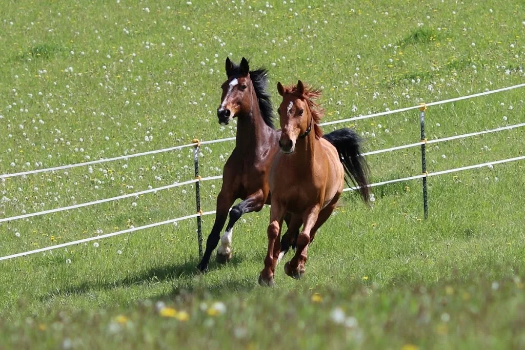 Reitstall Traurig - Foto 3