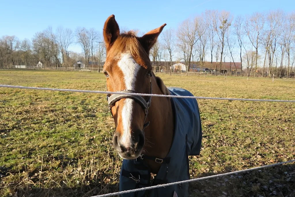 Reitanlage Waldschwaige - Foto 1