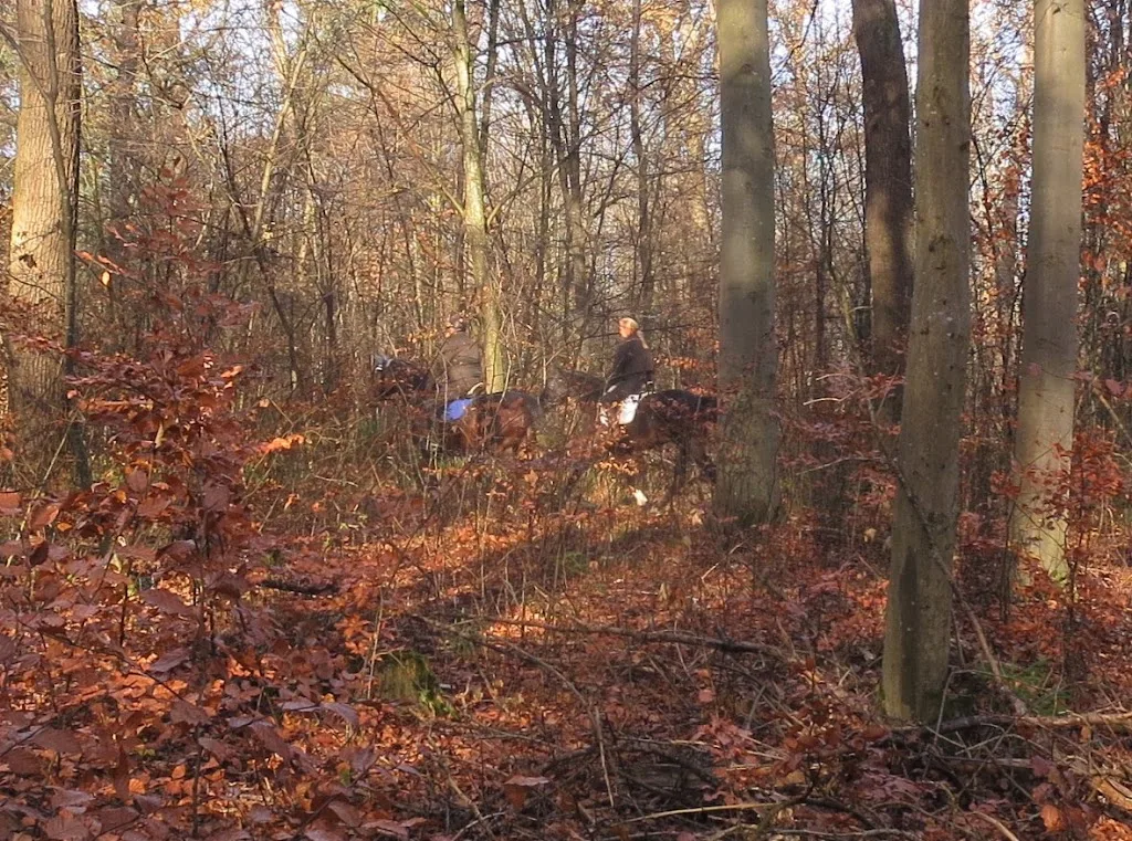 Reitanlage Waldschwaige - Foto 2