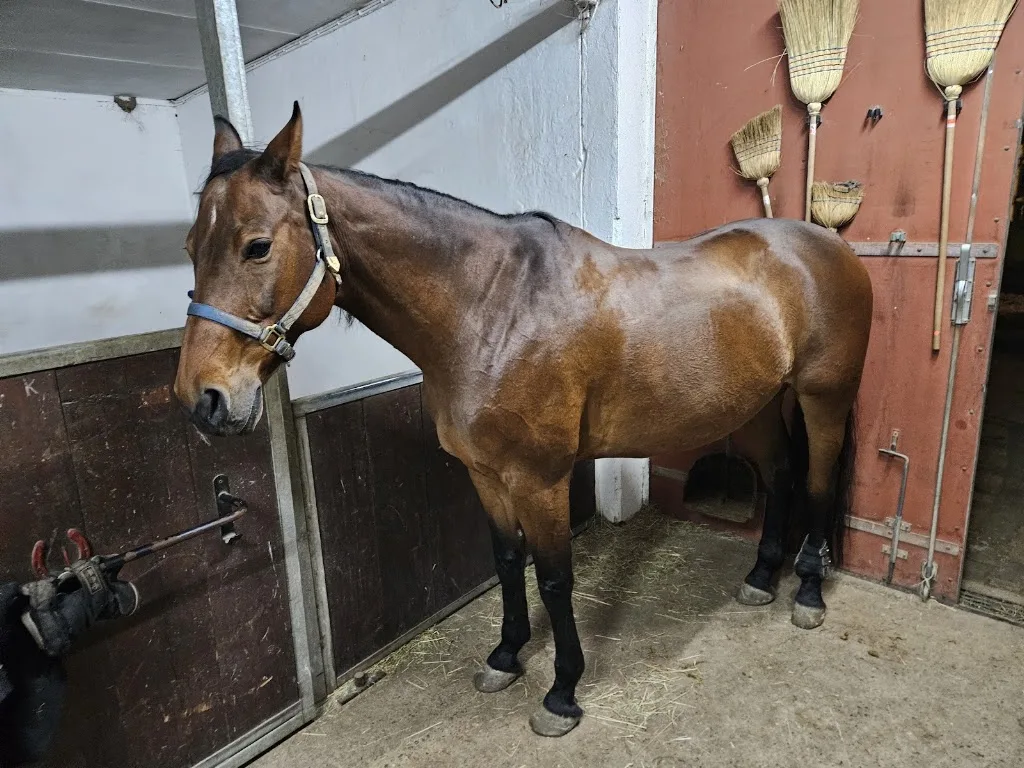 Starlight-Ranch - Foto 3