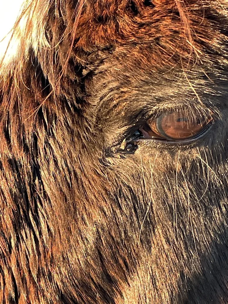 Happy-Place-Ranch - photo 1