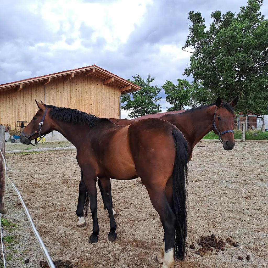 Heise-Trakehner, Meierhof - Foto 1