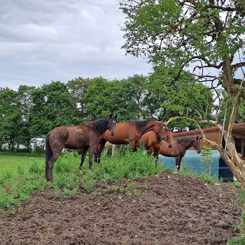 Heise-Trakehner, Meierhof - Foto 2