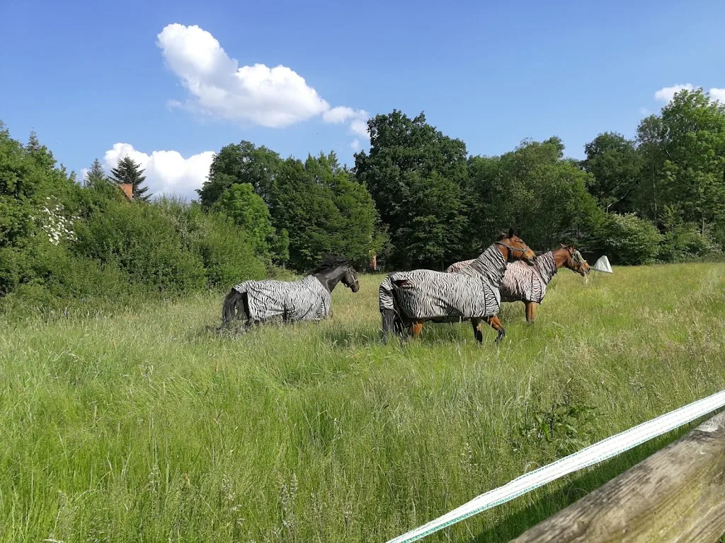 Gnadenhof Neue Heimat für alte Pferde Tony Riemelt - photo 2
