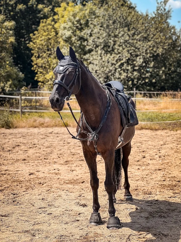 MP Horses und Training - Foto 1